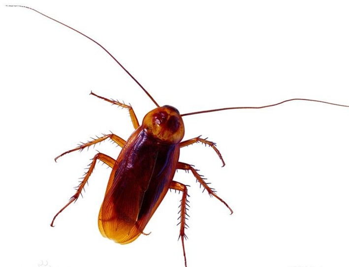 蟑螂|蟑螂控制-泰安市泰衛生物技術  有限公司