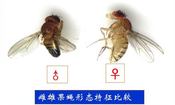 帮帮拜思特论:最有效的果蝇消灭方法