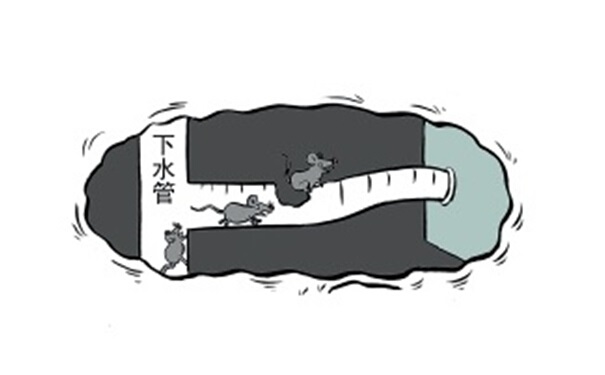 家里有老鼠怎么办?怎样有效的消灭老鼠?