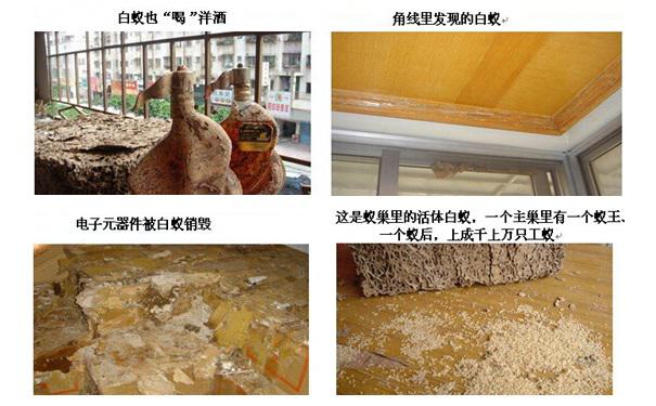 白蚁的危害,消灭破坏专家