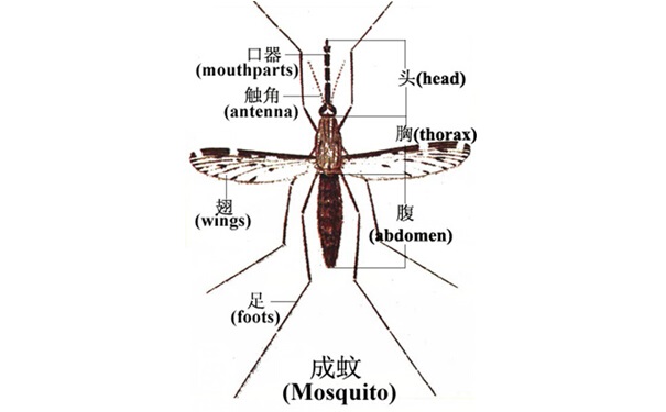 抗药性是什么意思?蚊子怎么会出现抗药性?