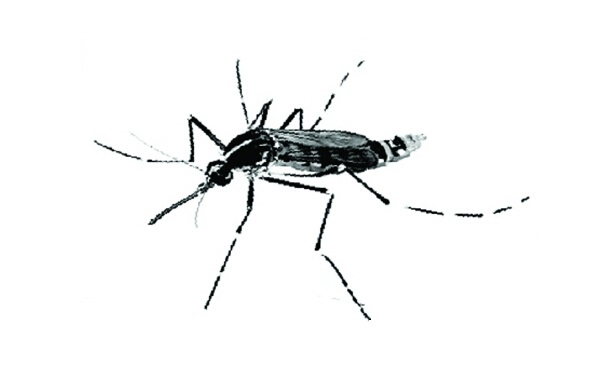 抗药性是什么意思?蚊子怎么会出现抗药性?