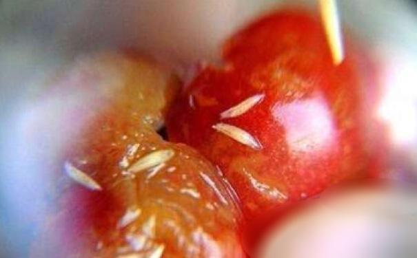 发现果蝇怎么办?如何防治果蝇?