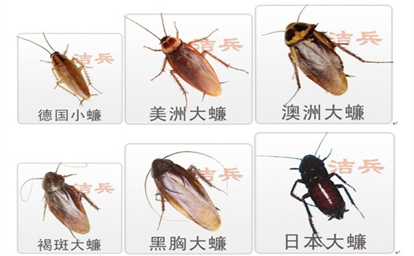 浓硫酸熏蟑螂?化学灭蟑要谨慎!
