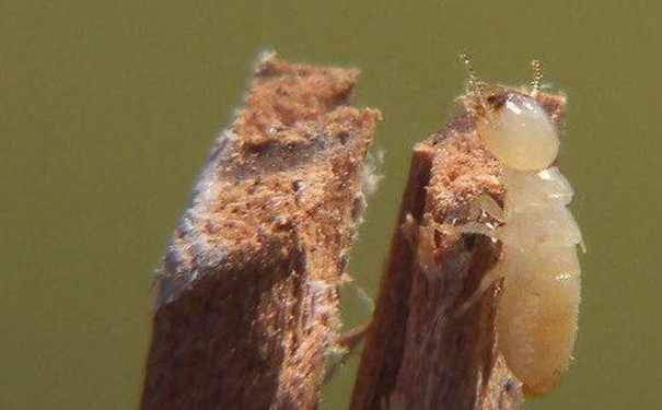 广东口岸首次截获油梨长鼻白蚁