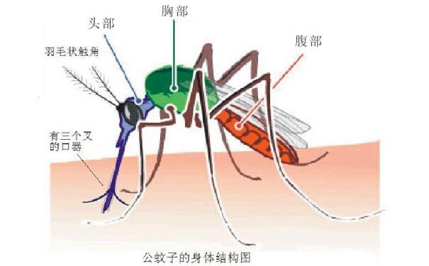 灭虫公司