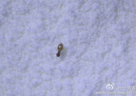 杀虫公司