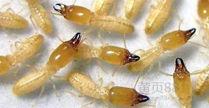 宁波灭虫公司