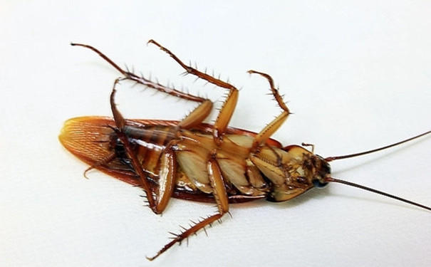 宁波灭虫公司