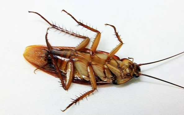除虫公司
