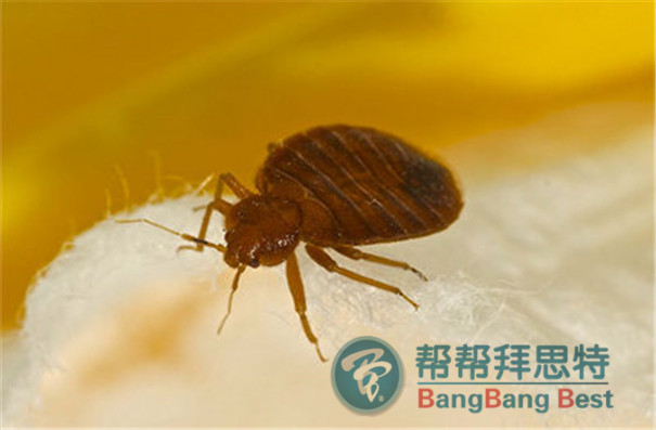 除虫公司教大家:臭虫如何灭杀如何预防