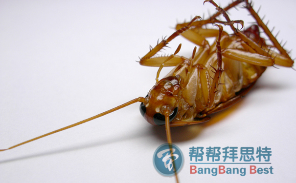 网传杀蟑螂的偏方及除虫公司的专业方法