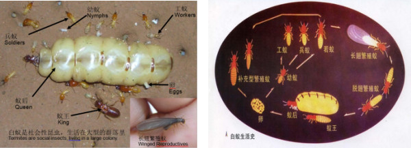 白蚁防治