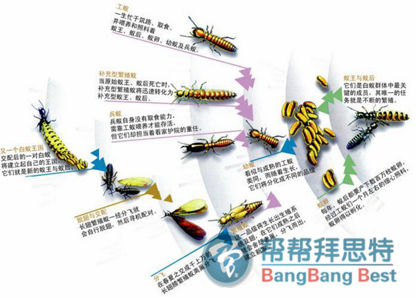 白蚁对堤坝的危害非常大,白蚁防治是重点