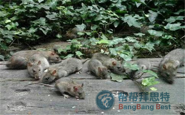 老鼠危害多,灭鼠公司告诉你如何有效灭鼠