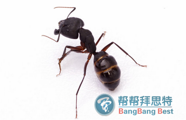 除虫公司灭蚂蚁最佳方法