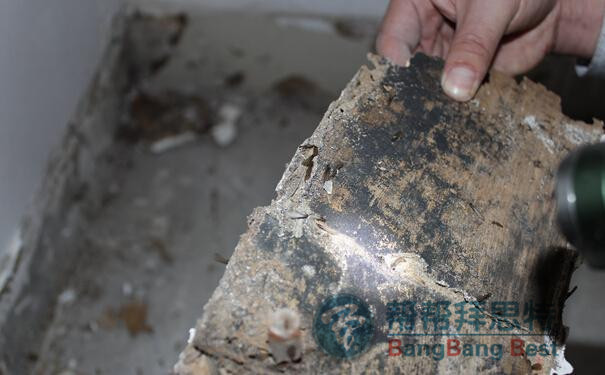 白蚁防治的重要性及方法
