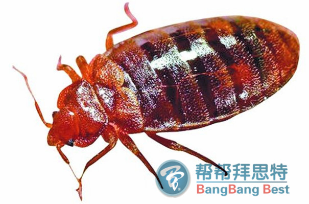 臭虫的最佳防治方法