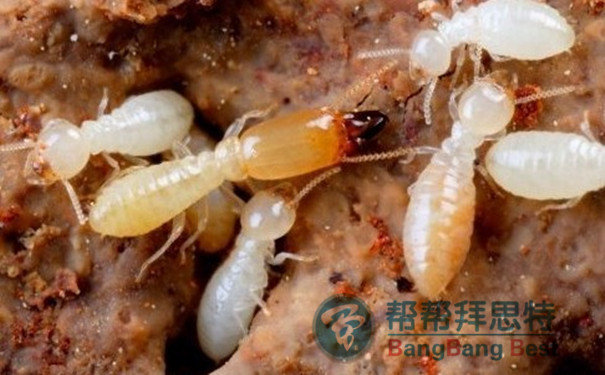 白蚁与蚂蚁的区别