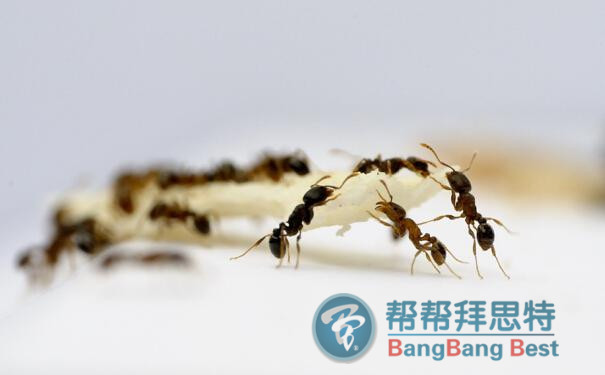 白蚁与蚂蚁的区别