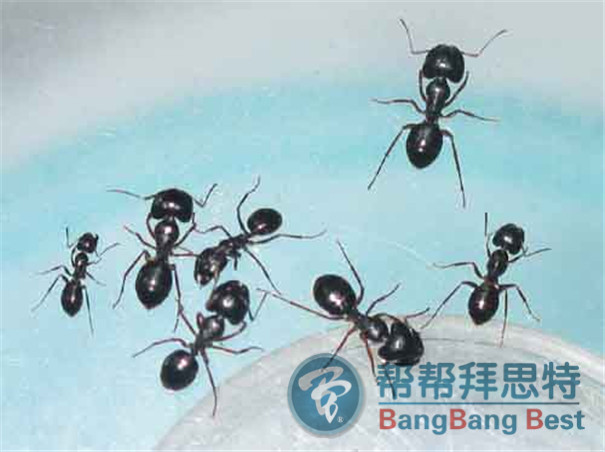 白蚁与蚂蚁的区别