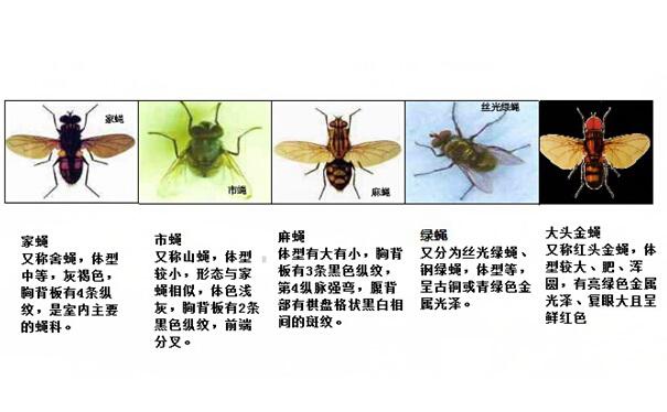 苍蝇那么恶心,杀虫公司教你如何防治