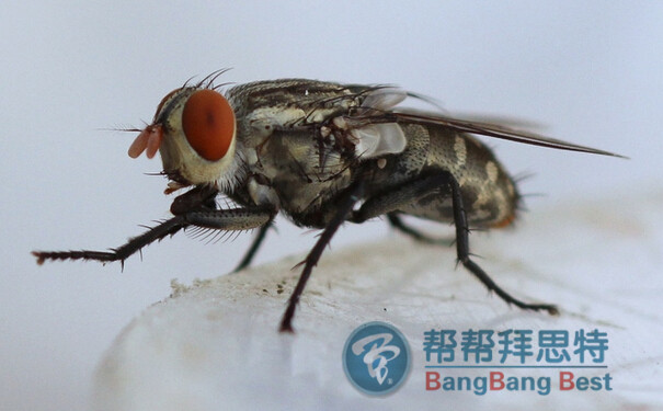 杀虫公司如何科学有效的消灭苍蝇