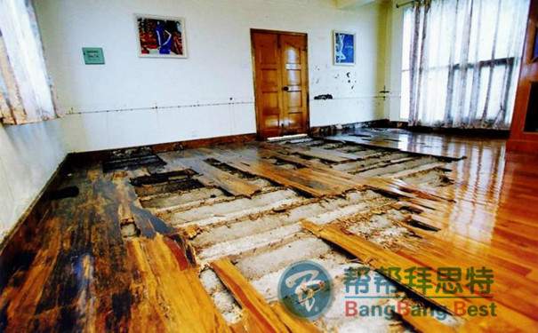 消灭白蚁,白蚁防治公司出妙招