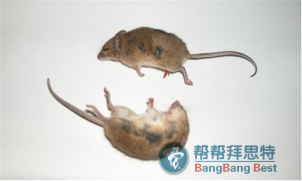 各场所鼠害问题灭鼠公司应该如何处理