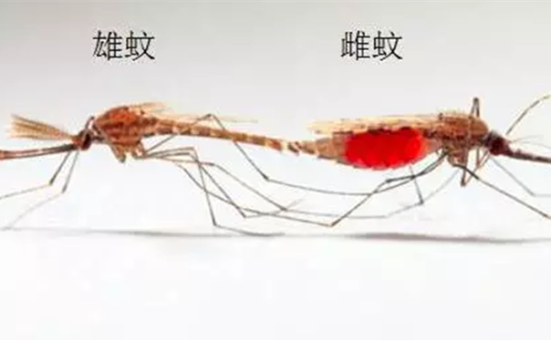 蚊子的吸血特性除虫公司告诉你