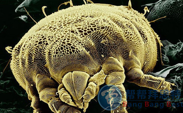 夏天快到了放了一冬天的被子你除螨了吗