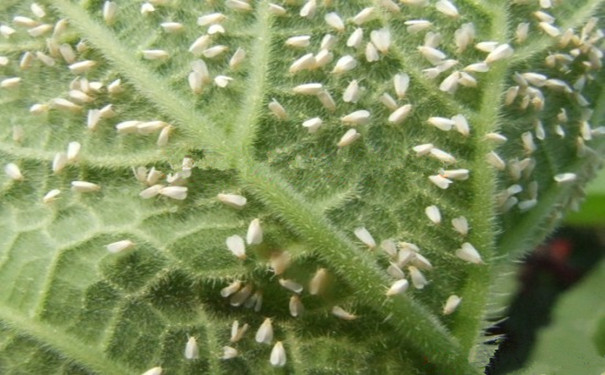 控虫公司教你防治白粉虱