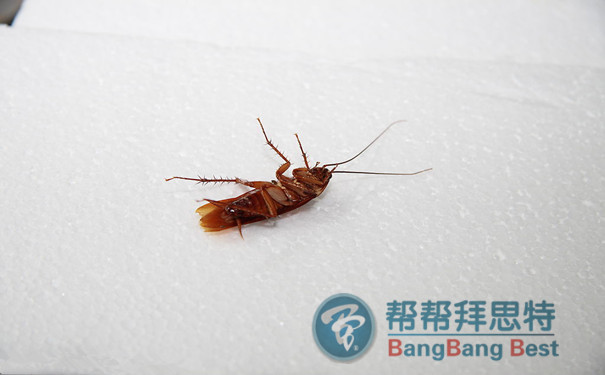 食品工厂有蟑螂问题很严重,应该如何防治?