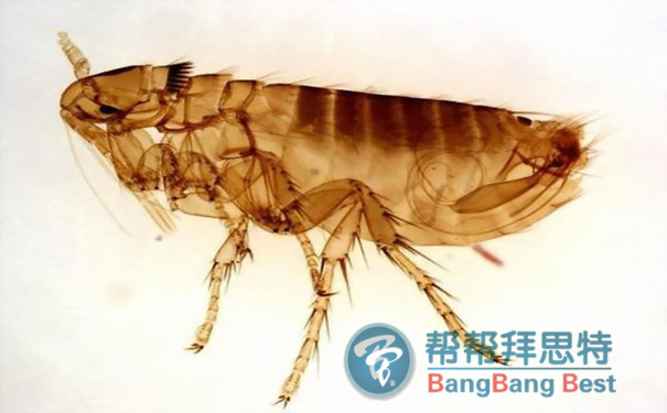 发现跳蚤怎么办?如何防治跳蚤?