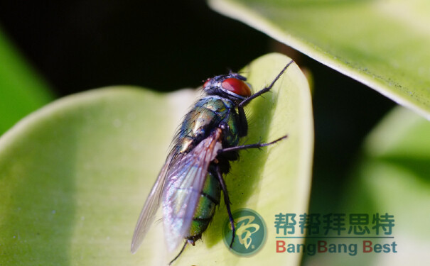 杀虫公司如何科学有效的消灭苍蝇