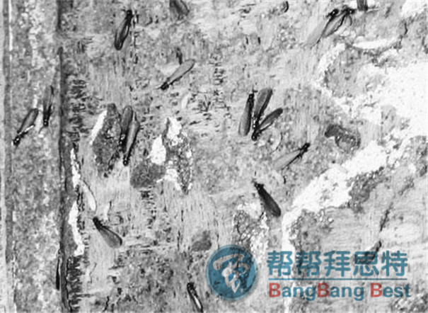 白蚁的危害以及最佳白蚁防治方法