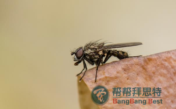 杀虫公司教大家如何从源头上消灭苍蝇