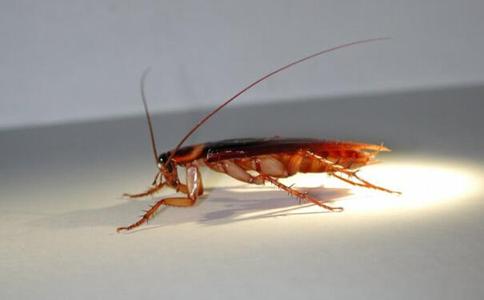 蟑螂的最佳消灭方法?杀蟑螂公司来细说