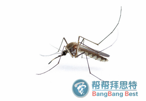 杀虫公司详细说说蚊子怎样快速消灭