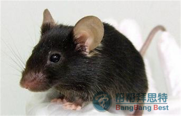 灭鼠公司教大家如何有效灭鼠