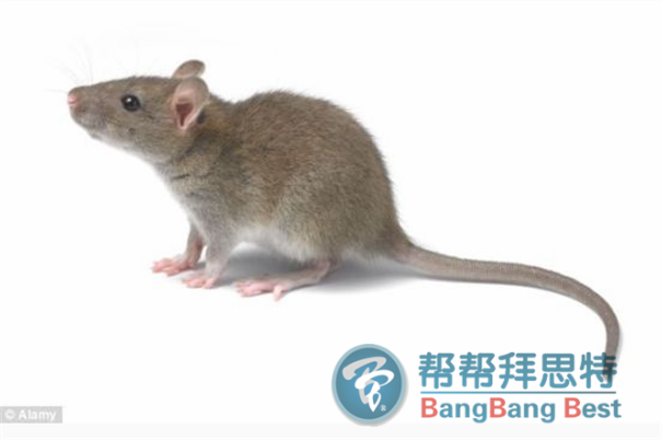 灭鼠公司教大家怎么消灭老鼠和预防老鼠的最佳方法