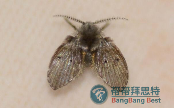 家里有蛾蠓怎么办?怎么消灭蛾蠓?