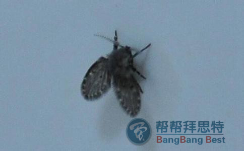 家里有蛾蠓怎么办?怎么消灭蛾蠓?