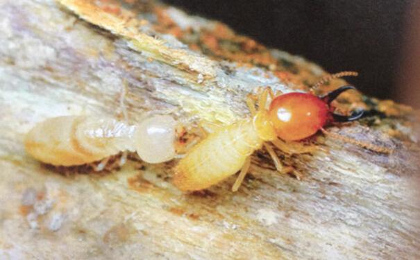 室内怎么会有白蚁?白蚁防治最佳方法?