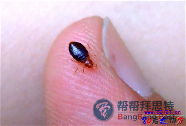 臭虫危害有哪些?怎么消灭臭虫
