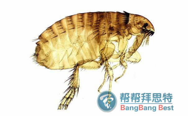 除虫公司科普:跳蚤的防治最佳方法
