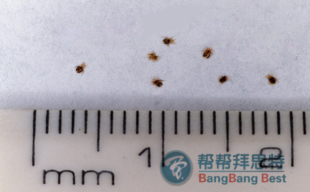 除虫公司科普:跳蚤的防治最佳方法