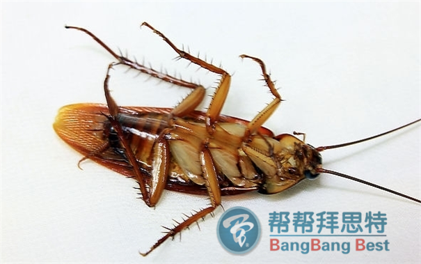 酒店应该如何选择杀蟑螂公司?