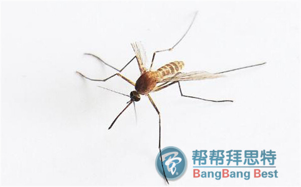 蚊子怎么消灭?杀虫公司给您最佳答复