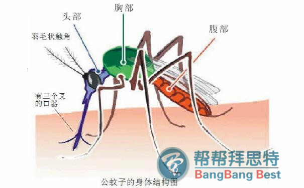 蚊子怎么消灭?杀虫公司给您最佳答复